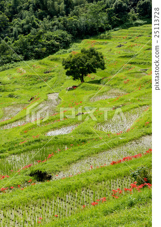 Scenery of rice terraces Scenery of rice terraces 25113728