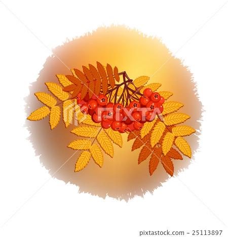 Autumn branch of rowan leaves and berries - Stock Illustration ...