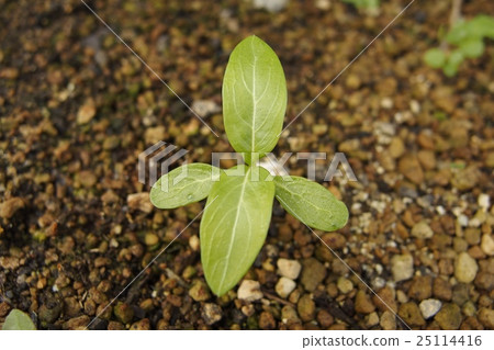 Leaf of Nichinichthys 25114416