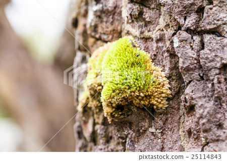 green mos on the tree green mos on the tree 25114843
