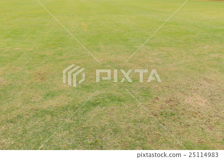 green grass and dry grass in park green grass and dry grass in park 25114983