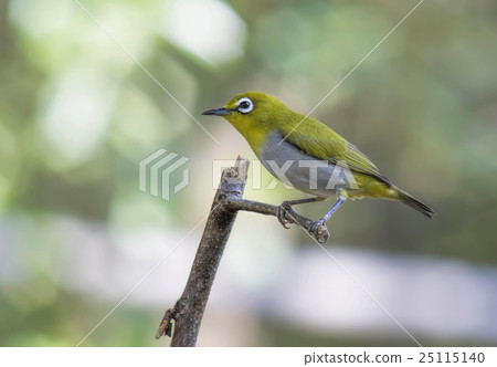 Oriental White-eye  25115140