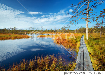 Viru bogs at Lahemaa national park 25115369