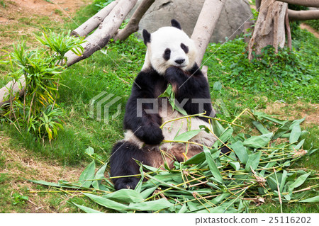 Giant panda bear in the zoo Giant panda bear in the zoo 25116202