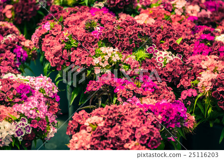Beautiful carnation flowers at an european market Beautiful carnation flowers at an european market 25116203