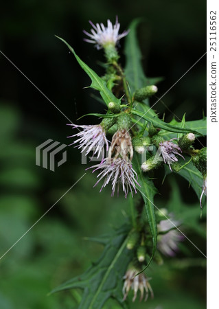 Tony thistle blooms 25116562