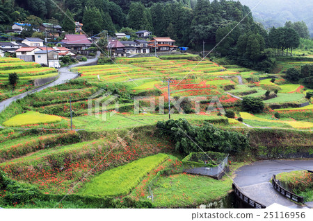 Rice Terrace of Eli San Mountain Hamanoura 25116956