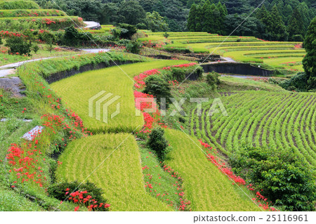 Eli San Mountain Hamanoura的水稻梯田 Eli San Mountain Hamanoura的水稻梯田 25116961