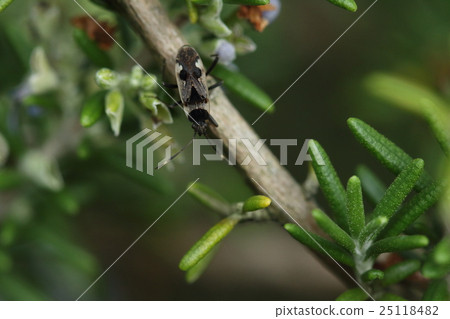 Creatures Insects Monsterilla Nagarebidae, It is a plain color, but the pattern appears to resemble a group of Hoshigami mushi Creatures Insects Monsterilla Nagarebidae, It is a plain color, but the pattern appears to resemble a group of Hoshigami mushi 25118482