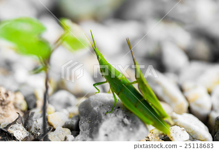 Atractomorpha lata Atractomorpha lata 25118683