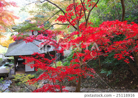 Hakuba Castle wrapped in autumn leaves Hakuba Castle wrapped in autumn leaves 25118916