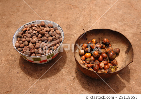 乳木果樹種子Mubanayili Gana Shea的真正的加納 25119653