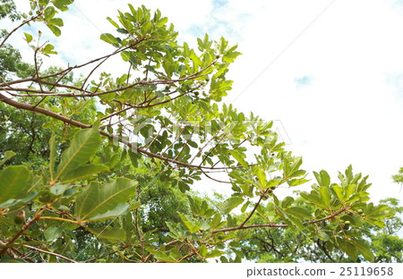 乳木果與水果，Kumbungu加納剪樹和真正的加納 25119658