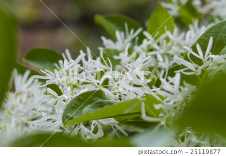 White fringed flower in the sun 25119877