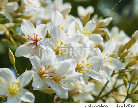 白色的五月雪油桐花 照片素材 圖片 圖庫
