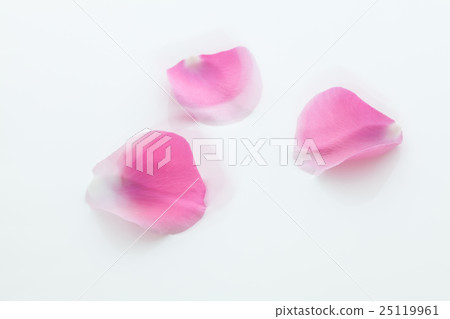 漂浮在浪端的白色泡沫表面上的玫瑰花瓣 25119961