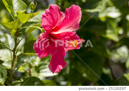 Hibiscus flowers 25120297