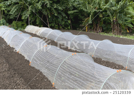 Insect net Insect net 25120339