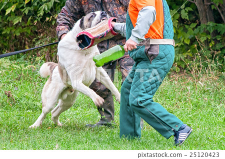 training Caucasian Shepherd attack on the enemy training Caucasian Shepherd attack on the enemy 25120423