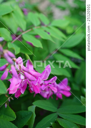 Glossy Iwafuji Glossy Iwafuji 25120501