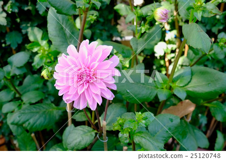 Beautiful purple dahlia flower in spring Beautiful purple dahlia flower in spring 25120748