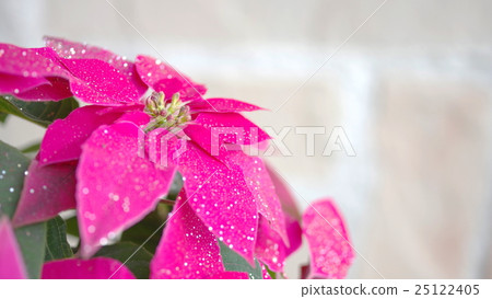 Princesitia Princesitia 25122405