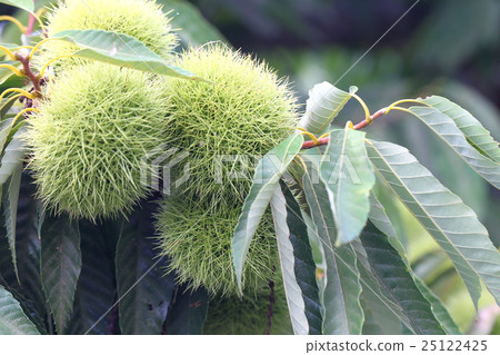 [Autumn squid chestnut] 25122425