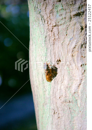 Abra Zemi catching trees Abra Zemi catching trees 25122457
