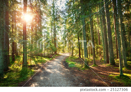 Lahemaa national park forest 25127306