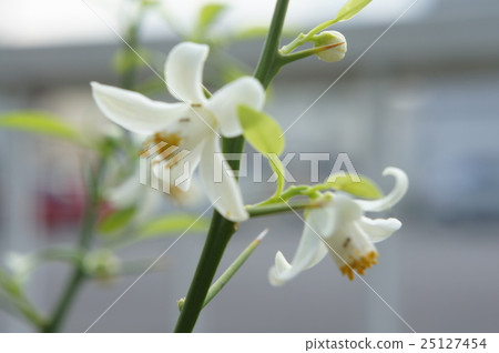 柚子的花 柚子的花 25127454