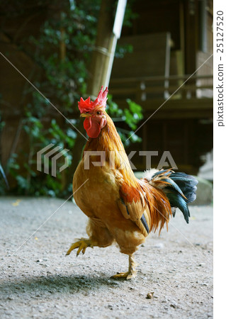 Shrine chicken 25127520