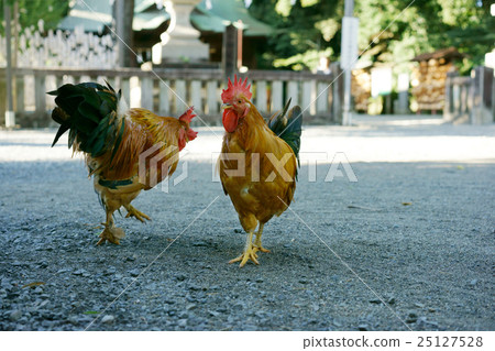 神社雞 25127528