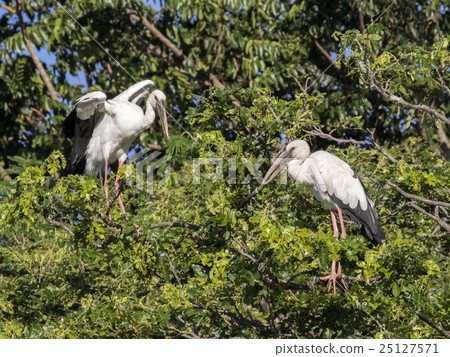 Image of stork perched on tree branch. 25127571