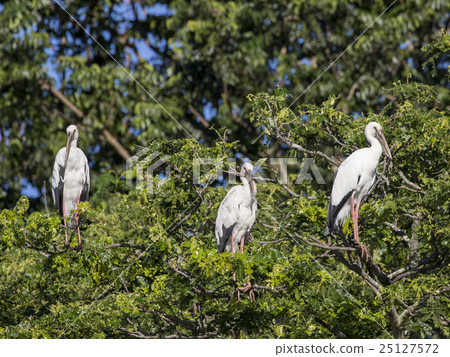 Image of stork perched on tree branch. 25127572