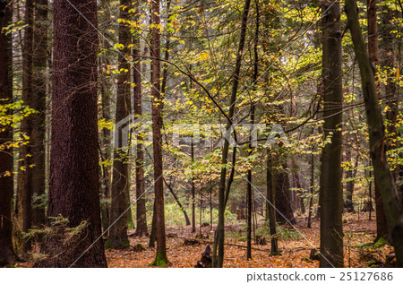 magical forest in autumn 25127686