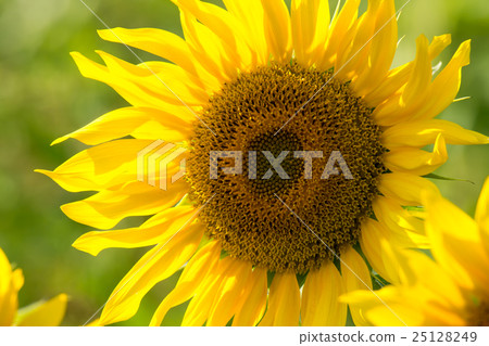Sunflower in a field 25128249