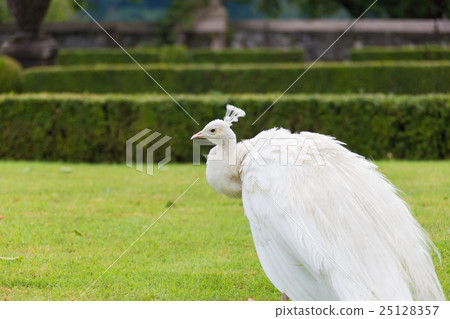 White peacock stands with closed tail White peacock stands with closed tail 25128357