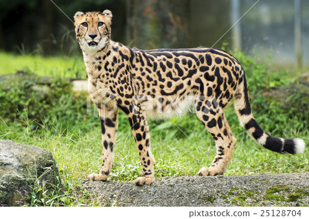 國王獵豹 25128704