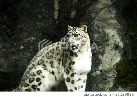 Snow leopard Snow leopard 25129089