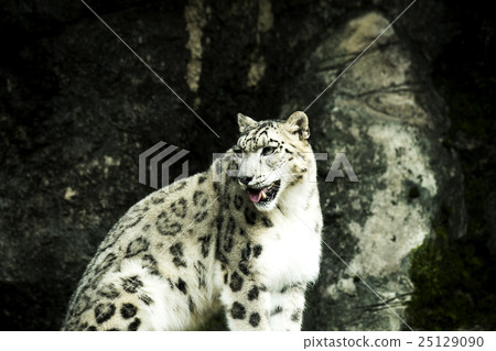 Snow leopard Snow leopard 25129090