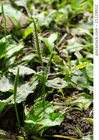 車前草 25129912