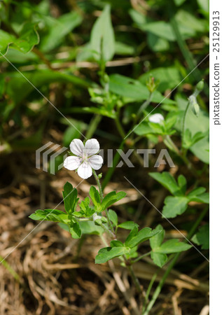 Cranesbill花 Cranesbill花 25129913