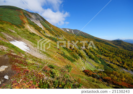 Autumn leaves of Mt. 25130243