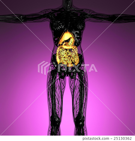 woman body with glow digestive system woman body with glow digestive system 25130362