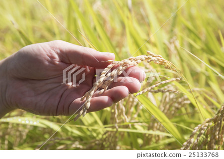 Hand with rice ear 25133768