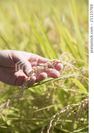 Hand with rice ear 25133769