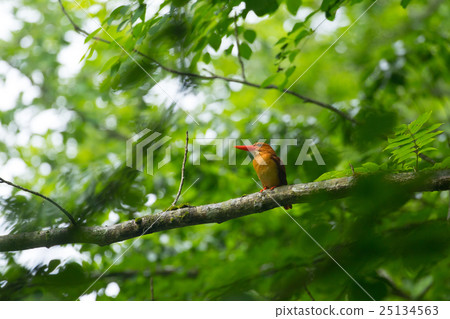 森之赤足語♪ 25134563