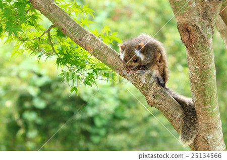 Flying squirrel child ♪ Flying squirrel child ♪ 25134566