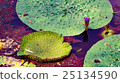 Oni leaf 25134590