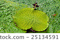 Oni leaf 25134591